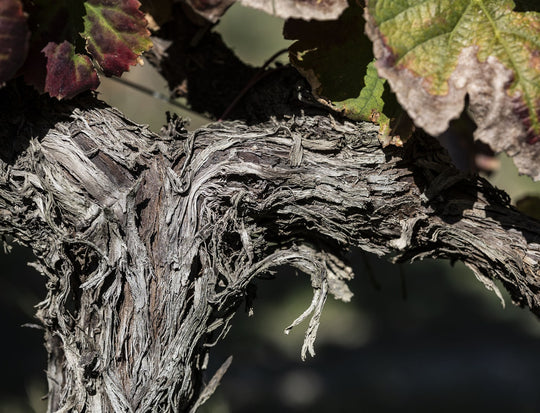 VINHAS VELHAS: O QUE SÃO E PORQUE FAZEM UM VINHO ESPECIAL?